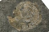 Dactylioceras Ammonite Fossil - Posidonia Shale, Germany #358347-1